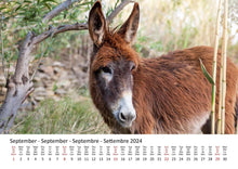 Laden Sie das Bild in den Galerie-Viewer, Edition Seidel Premium Kalender Esel 2024 Format DIN A3 Wandkalender Eselkalender Hausesel Stute Hengst Fohlen Säugetier Bauernhof
