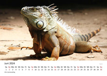 Laden Sie das Bild in den Galerie-Viewer, Edition Seidel Premium Kalender Eidechsen 2024 Format DIN A3 Wandkalender Eidechsenkalender Weltweit Eidechse Riesenechse Waran Schuppenkriechtier Farbwechsler
