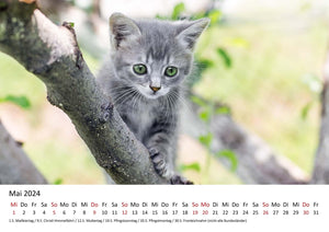 Edition Seidel Premium Kalender Süße Kätzchen 2024 Format DIN A3 Wandkalender Katzenkalender Tiere Katzenkinder Kater Kitten Haustiere