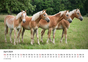 Edition Seidel Premium Kalender Faszination Pferde 2024 DIN A3 Wandkalender Pferdekalender Tiere Pferde Pony Stute Fohlen Natur Landschaft Sonne Strand Weide Koppel Meer