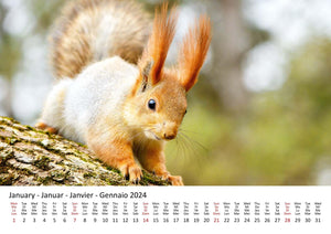 Edition Seidel Premium Kalender Eichhörnchen 2024 Format DIN A3 Wandkalender Tierkalender Wildtiere Waldtiere heimische Tiere