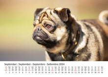 Laden Sie das Bild in den Galerie-Viewer, Edition Seidel Premium Kalender Möpse 2024 Format DIN A3 Wandkalender Hundekalender Mops Hund Welpe Hunderasse Haustier
