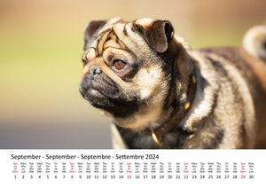 Edition Seidel Premium Kalender Möpse 2024 Format DIN A3 Wandkalender Hundekalender Mops Hund Welpe Hunderasse Haustier