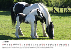 Edition Seidel Premium Kalender Pferde 2024 Format DIN A4 Wandkalender Pferdekalender Fohlen Stute Hengst Pony Tiere