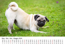 Laden Sie das Bild in den Galerie-Viewer, Edition Seidel Premium Kalender Möpse 2024 Format DIN A3 Wandkalender Hundekalender Mops Hund Welpe Hunderasse Haustier
