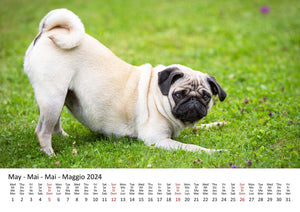 Edition Seidel Premium Kalender Möpse 2024 Format DIN A3 Wandkalender Hundekalender Mops Hund Welpe Hunderasse Haustier