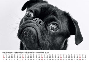 Edition Seidel Premium Kalender Möpse 2024 Format DIN A3 Wandkalender Hundekalender Mops Hund Welpe Hunderasse Haustier