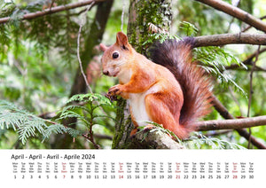 Edition Seidel Premium Kalender Eichhörnchen 2024 Format DIN A3 Wandkalender Tierkalender Wildtiere Waldtiere heimische Tiere