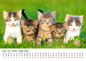 Edition Seidel Premium Kalender Süße Kätzchen 2024 Format DIN A3 Wandkalender Katzenkalender Haustiere Katzen Kinder Katze Kater Kitten