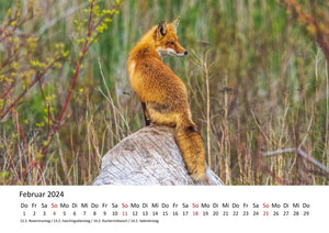 Edition Seidel Premium Kalender Füchse 2024 Format DIN A3 Wandkalender Tierkalender Fuchs Tiere Wildtiere Waldtiere