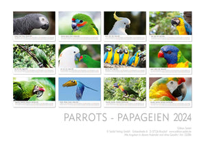 Edition Seidel Premium Kalender Papageien 2024 Format DIN A3 Wandkalender Papageikalender Papagei Kakadu Vögel Tiere Natur