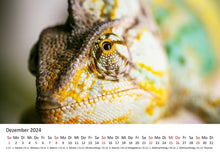 Laden Sie das Bild in den Galerie-Viewer, Edition Seidel Premium Kalender Faszination Chamäleons 2024 Format DIN A3 Wandkalender Tierkalender Eidechse Reptilie Schuppenkriechtier Leguan Wildtier
