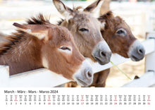 Laden Sie das Bild in den Galerie-Viewer, Edition Seidel Premium Kalender Esel 2024 Format DIN A3 Wandkalender Eselkalender Hausesel Stute Hengst Fohlen Säugetier Bauernhof
