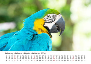 Edition Seidel Premium Kalender Die Welt der Papageien 2024 Format DIN A3 Wandkalender Tierkalender Vogelkalender Papagei Kakadu bunte Vögel