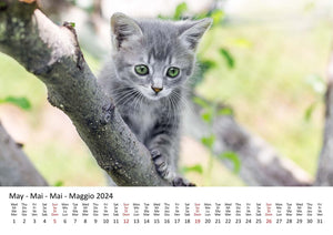 Edition Seidel Premium Kalender Süße Kätzchen 2024 Format DIN A3 Wandkalender Katzenkalender Haustiere Katzen Kinder Katze Kater Kitten