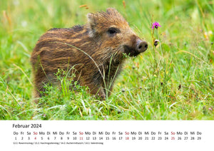 Edition Seidel Premium Kalender Kleine Schweinchen 2024 Format DIN A3 Wandkalender Tierkalender Schwein Ferkel Frischling Tierkinder Haustiere heimische Säugetiere