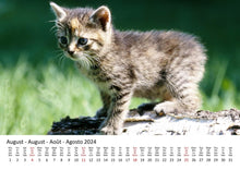 Laden Sie das Bild in den Galerie-Viewer, Edition Seidel Premium Kalender Süße Kätzchen 2024 Format DIN A3 Wandkalender Katzenkalender Haustiere Katzen Kinder Katze Kater Kitten
