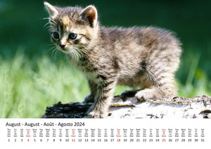 Edition Seidel Premium Kalender Süße Kätzchen 2024 Format DIN A3 Wandkalender Katzenkalender Haustiere Katzen Kinder Katze Kater Kitten