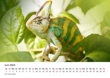 Laden Sie das Bild in den Galerie-Viewer, Edition Seidel Premium Kalender Faszination Chamäleons 2024 Format DIN A3 Wandkalender Tierkalender Eidechse Reptilie Schuppenkriechtier Leguan Wildtier
