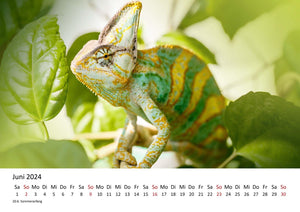 Edition Seidel Premium Kalender Faszination Chamäleons 2024 Format DIN A3 Wandkalender Tierkalender Eidechse Reptilie Schuppenkriechtier Leguan Wildtier