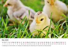 Laden Sie das Bild in den Galerie-Viewer, Edition Seidel Premium Kalender Die Welt der Hühner 2024 Format DIN A3 Wandkalender Tierkalender Hühnerkalender Huhn Hahn Kücken Vögel Haustiere
