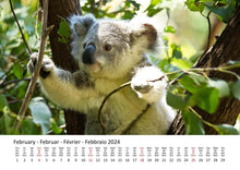 Laden Sie das Bild in den Galerie-Viewer, Edition Seidel Premium Kalender Koalas International 2024 Format DIN A3 Wandkalender Tierkalender Australien Koala Eukalyptus Wald Säugetier
