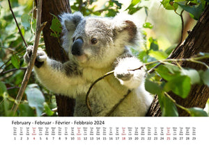 Edition Seidel Premium Kalender Koalas International 2024 Format DIN A3 Wandkalender Tierkalender Australien Koala Eukalyptus Wald Säugetier