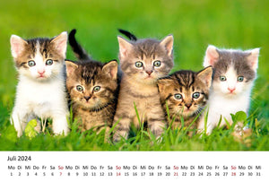 Edition Seidel Premium Kalender Süße Kätzchen 2024 Format DIN A3 Wandkalender Katzenkalender Tiere Katzenkinder Kater Kitten Haustiere