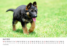 Laden Sie das Bild in den Galerie-Viewer, Edition Seidel Premium Kalender Welpen 2024 Format DIN A3 Wandkalender Hundekalender Weltweit Hund Welpe Hunderasse Haustier
