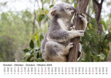 Laden Sie das Bild in den Galerie-Viewer, Edition Seidel Premium Kalender Koalas International 2024 Format DIN A3 Wandkalender Tierkalender Australien Koala Eukalyptus Wald Säugetier
