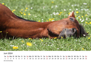 Edition Seidel Premium Kalender Faszination Pferde 2024 DIN A3 Wandkalender Pferdekalender Tiere Pferde Pony Stute Fohlen Natur Landschaft Sonne Strand Weide Koppel Meer