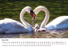 Laden Sie das Bild in den Galerie-Viewer, Edition Seidel Premium Kalender Schwäne 2024 Format DIN A3 Wandkalender Vogelkalender Schwan Küken Wasservögel Vögel Wildvögel Wildtiere
