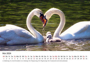 Edition Seidel Premium Kalender Schwäne 2024 Format DIN A3 Wandkalender Vogelkalender Schwan Küken Wasservögel Vögel Wildvögel Wildtiere