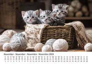 Edition Seidel Premium Kalender Süße Kätzchen 2024 Format DIN A3 Wandkalender Katzenkalender Haustiere Katzen Kinder Katze Kater Kitten