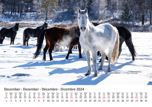 Edition Seidel Premium Kalender Pferde 2024 Format DIN A3 Wandkalender Pferdekalender Tiere Pferd Pony Stute Hengst Fohlen