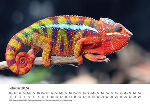 Edition Seidel Premium Kalender Faszination Chamäleons 2024 Format DIN A3 Wandkalender Tierkalender Eidechse Reptilie Schuppenkriechtier Leguan Wildtier