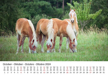 Laden Sie das Bild in den Galerie-Viewer, Edition Seidel Premium Kalender Ponys International 2024 Format DIN A3 Wandkalender Tierkalender Pferdekalender Pony Fohlen Stute Hengst Islandpferd
