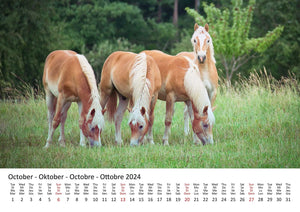 Edition Seidel Premium Kalender Ponys International 2024 Format DIN A3 Wandkalender Tierkalender Pferdekalender Pony Fohlen Stute Hengst Islandpferd