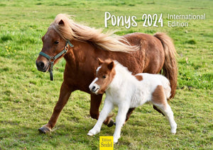 Edition Seidel Premium Kalender Ponys International 2024 Format DIN A3 Wandkalender Tierkalender Pferdekalender Pony Fohlen Stute Hengst Islandpferd