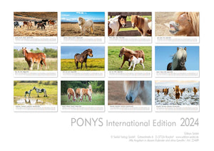 Edition Seidel Premium Kalender Ponys International 2024 Format DIN A3 Wandkalender Tierkalender Pferdekalender Pony Fohlen Stute Hengst Islandpferd