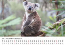 Laden Sie das Bild in den Galerie-Viewer, Edition Seidel Premium Kalender Koalas International 2024 Format DIN A3 Wandkalender Tierkalender Australien Koala Eukalyptus Wald Säugetier
