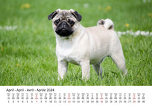 Laden Sie das Bild in den Galerie-Viewer, Edition Seidel Premium Kalender Möpse 2024 Format DIN A3 Wandkalender Hundekalender Mops Hund Welpe Hunderasse Haustier
