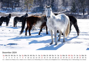 Edition Seidel Premium Kalender Faszination Pferde 2024 DIN A3 Wandkalender Pferdekalender Tiere Pferde Pony Stute Fohlen Natur Landschaft Sonne Strand Weide Koppel Meer