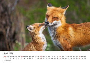 Edition Seidel Premium Kalender Füchse 2024 Format DIN A3 Wandkalender Tierkalender Fuchs Tiere Wildtiere Waldtiere