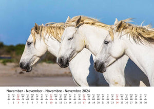 Edition Seidel Premium Kalender Pferde 2024 Format DIN A3 Wandkalender Pferdekalender Tiere Pferd Pony Stute Hengst Fohlen