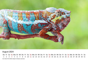 Edition Seidel Premium Kalender Faszination Chamäleons 2024 Format DIN A3 Wandkalender Tierkalender Eidechse Reptilie Schuppenkriechtier Leguan Wildtier