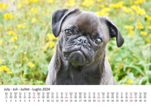 Laden Sie das Bild in den Galerie-Viewer, Edition Seidel Premium Kalender Möpse 2024 Format DIN A3 Wandkalender Hundekalender Mops Hund Welpe Hunderasse Haustier
