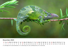 Laden Sie das Bild in den Galerie-Viewer, Edition Seidel Premium Kalender Faszination Chamäleons 2024 Format DIN A3 Wandkalender Tierkalender Eidechse Reptilie Schuppenkriechtier Leguan Wildtier
