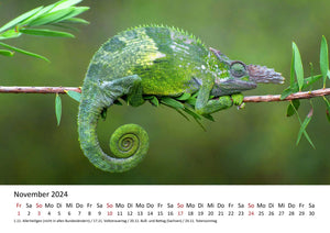 Edition Seidel Premium Kalender Faszination Chamäleons 2024 Format DIN A3 Wandkalender Tierkalender Eidechse Reptilie Schuppenkriechtier Leguan Wildtier