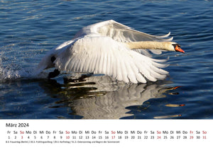 Edition Seidel Premium Kalender Schwäne 2024 Format DIN A3 Wandkalender Vogelkalender Schwan Küken Wasservögel Vögel Wildvögel Wildtiere